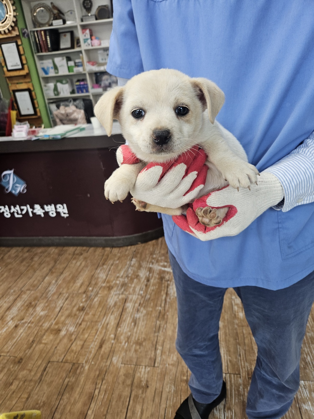 믹스견 이미지 파일 입니다.